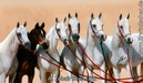 Al Zobair Stud, UAE