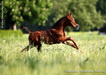 Diamond Arabians, Austria