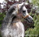 Rothenberg Stud, Germany