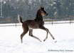 Rothenberg Stud, Germany